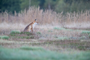 Autumn landscape with fox and meadow