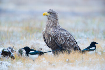 A large bird of prey and two magpies