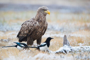 An eagle and two magpies in a meadow in winter