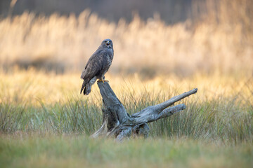 A screaming bird of prey sitting on a stump against the background of beautiful grass