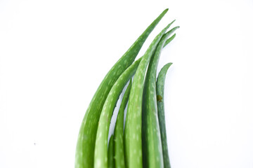 Three aloe vera stems isolated on white background. plant,Aloe vera, Aloe vera plant isolated on white background. Natural ingredient for herbal beauty products, cosmetology, dermatology, naturopathy