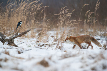 A fox sneaking up on a magpie in a winter meadow