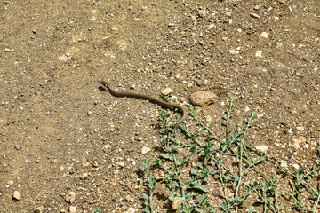 A young grass-snake (Natrix natrix) crosses the soil road in fright, but it is too hot in the hot summer. The state of overheating of the reptile (heat stroke). Series