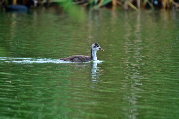 A young European coot (Fulica atra) swims in a pond. At this age, the chick is often separated from its parents.