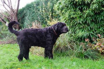 A large black pure-bred Flemish sheep dog , Bouvier de Flandres standing in a lush green garden