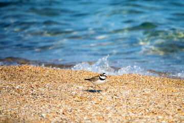 little ringed plover (Charadrius dubius) on a seashell beach. Azov sea. Crimea