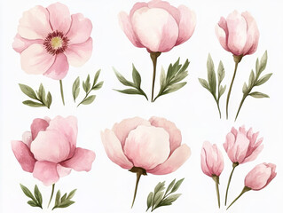 watercolour light pink flower with tufted petals collection on white background 