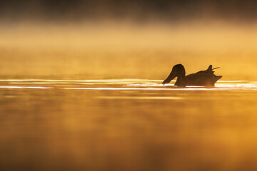 Płaskonos © chytla_fotografie
