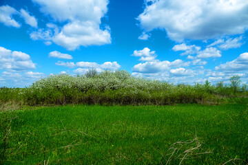 Steppe wild frutescent cherry (Prunus chamaecerasus, Cerasus fruticosa). Plot of forest-steppe, blooming wild fruit trees. Type of biocenosis close to natural, primal steppe. Rostov region, Russia