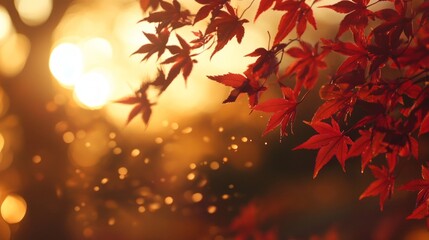 Autumn Maple Leaves in Golden Sunlight