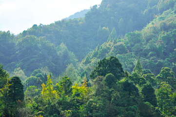 landscape with trees