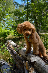 A poodle in the woods