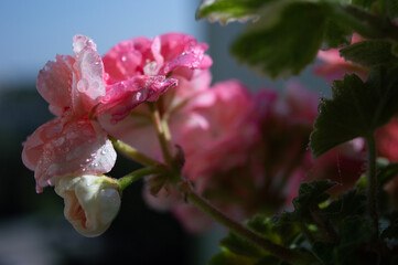  Pink blossom, flowers
