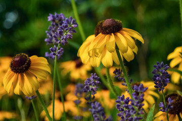 bee on flower