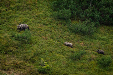 A female bear with cubs grazing on blueberries in a mountain environment with dwarf pine trees in the High Tatras in Slovakia
