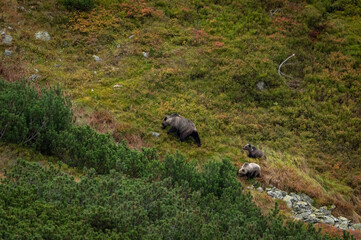 A female bear with cubs grazing on blueberries in a mountain environment with dwarf pine trees in the High Tatras in Slovakia