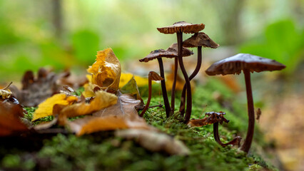 group of mushrooms on a patch of moss in the forest
