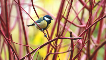 great tit perched on a branch in autumn