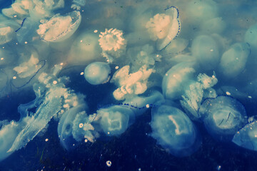Many root-mouthed jellies (Rhizostoma pulmo) in the shallow of Azov sea. The over-reproduction of...