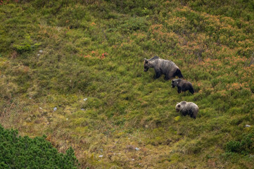Fototapeta premium A female bear with cubs grazing on blueberries in a mountain environment with dwarf pine trees in the High Tatras in Slovakia