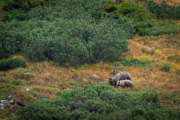 A female bear with cubs grazing on blueberries in a mountain environment with dwarf pine trees in the High Tatras in Slovakia