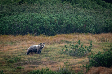 A female bear with cubs grazing on blueberries in a mountain environment with dwarf pine trees in the High Tatras in Slovakia