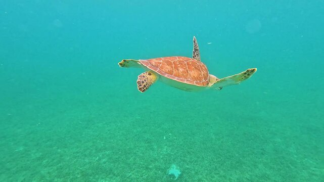 Loggerhead sea turtle gracefully gliding through clear turquoise under waters in cozumel, mexico, showcasing its distinctive shell and flippers in vibrant coral reefs