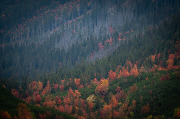 Autumn mountain forest with colorful tree leaves and fog in Slovakia in the High Tatras