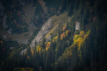 Autumn mountain forest with colorful tree leaves and fog in Slovakia in the High Tatras