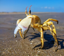 Red Sea ghost crab (Ocypode saratan) in an attack pose on a photographer. Bright Claw as a threat releaser, aggressive behavior. Gulf of Oman, Arabian Sea