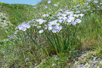 Fototapeta premium Jew's mallow (Malva erecta) on the dry slopes of the North Black Sea, phrygana (xerophytic formation). Feodosia area