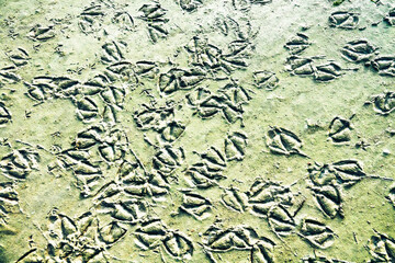 Bird's feet background. Prints of ducks' legs on a muddy shoal, shelducks (Tadorna tadorna)