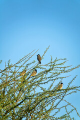 Flock of wintering White-cheeked bulbul (Pycnonotus leucotis mesopotamia) in Dubai