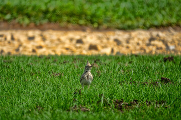 Common crested lark (Galerida cristata) on the lawn in Abu Dhabi