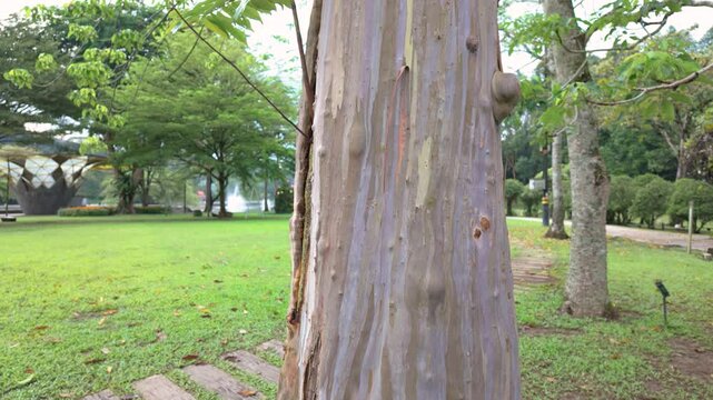 Colorful trunk of the Rainbow Eucalyptus tree.