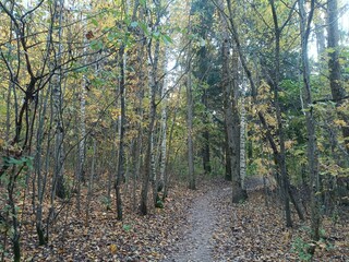 Talsa park during sunny autumn day. Oak and birch tree forest. Sunny day with white clouds in blue sky. Bushes are growing in woods. Fall season. Nature. Talsos parkas.