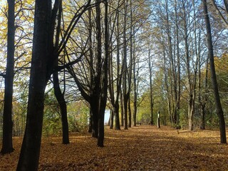 Talsa park during sunny autumn day. Oak and birch tree forest. Sunny day with white clouds in blue sky. Bushes are growing in woods. Fall season. Nature. Talsos parkas.