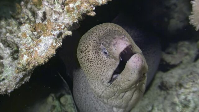 A moray eel stealthily searches for prey in a coral crevice during the night in the vibrant waters of the Red Sea, showcasing its hunting instincts and unique underwater habitat.