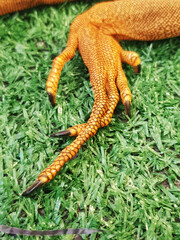 Close-up photo of lizard's feet Yellow with black stripes on artificial grass