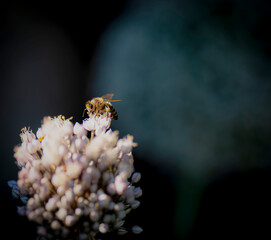 Abeille