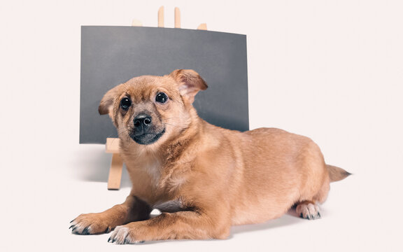 ginger puppy next to a chalk board with an inscription  adopt