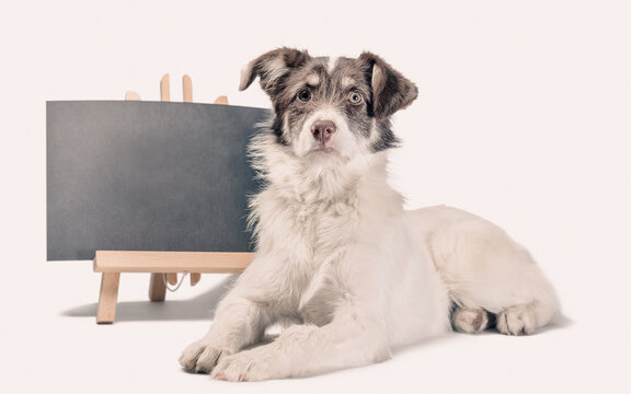 white and brown dog lies near blank chalk board