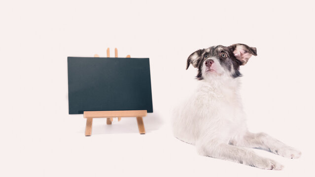 white and brown dog next to a chalk board with an inscription  adopt me