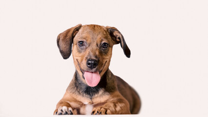 outbred ginger puppy smiling on a white background