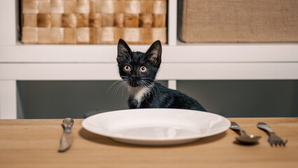 hungry black and white kitten sitting at a wooden table in front of an empty plate and cutlery