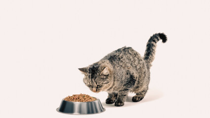 gray cat mongrel with a bowl of dry food