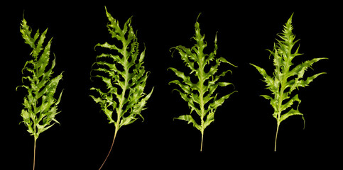 Group set of Tropical Green leafs Philodendron plant over black background isolated. Rainforest...