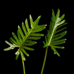 Group set of Tropical Green leafs xanadu plant over black background isolated. Rainforest Tropical green big leaves for decoration assortment with other plants © Jade