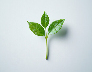 Green Sprout