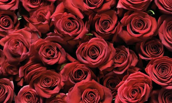 Vibrant red roses create a stunning floral tapestry celebrating love and beauty in a flourishing garden setting